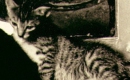 La chatte à la voisine - Instrumental MP3 Karaoke - Chocolat's La chatte à la voisine - Instrumental MP3 Karaoke - Chocolat's
