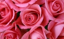 Rose Garden - Instrumental MP3 Karaoke - Lynn Anderson Rose Garden - Instrumental MP3 Karaoke - Lynn Anderson