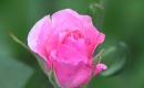 L'important, c'est la rose - Instrumental MP3 Karaoke - Gilbert Bécaud L'important, c'est la rose - Instrumental MP3 Karaoke - Gilbert Bécaud