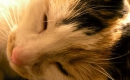 Tout le monde veut devenir un cat - Instrumental MP3 Karaoke - The Aristocats Tout le monde veut devenir un cat - Instrumental MP3 Karaoke - The Aristocats